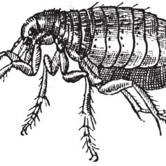 Flea Diagram