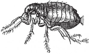 Flea Diagram