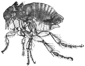 Flea Under Microscope