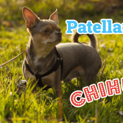Thumbnail of Chihuahua with a luxating patella walking outside in the grass