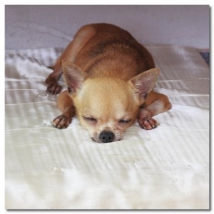 Potty-Trained Chihuahua