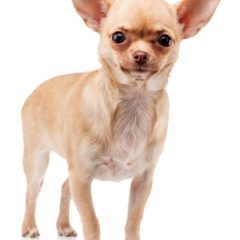 Apple Head Chihuahua