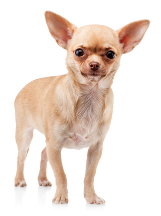 deer head chihuahua teacup