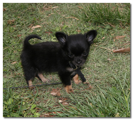 7 week chihuahua puppy