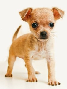 Brown Teacup Chihuahua