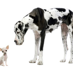 Chihuahua and Great Dane