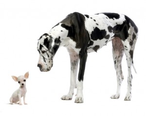 Chihuahua and Great Dane