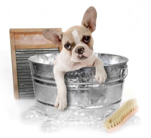 How To Clean and Bathe a Chihuahua