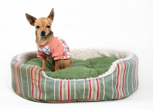 Chihuahua Bed