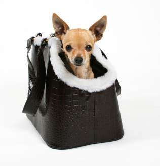 Chihuahua sitting inside a carrier