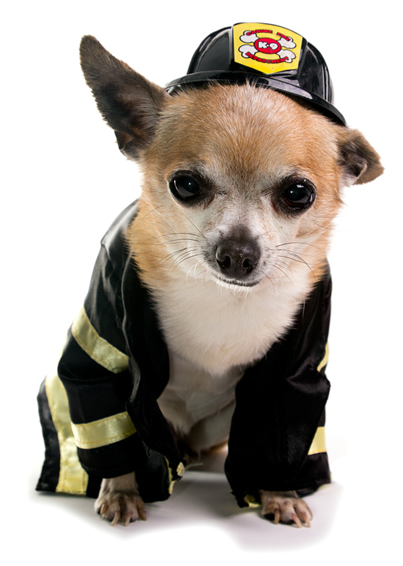 Chihuahua wearing a fireman costume