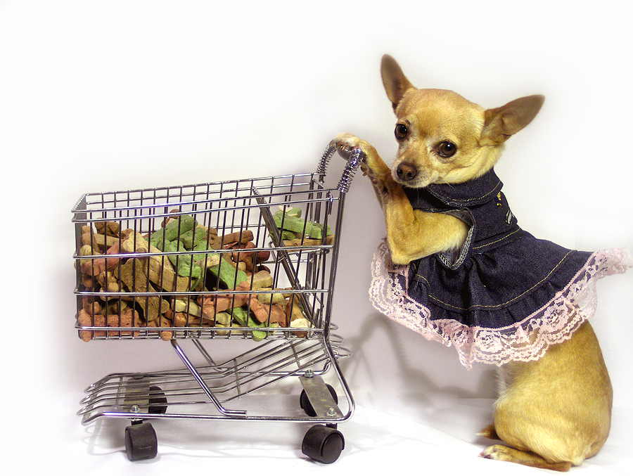 Chihuahua wearing a dress while pushing a shopping cart