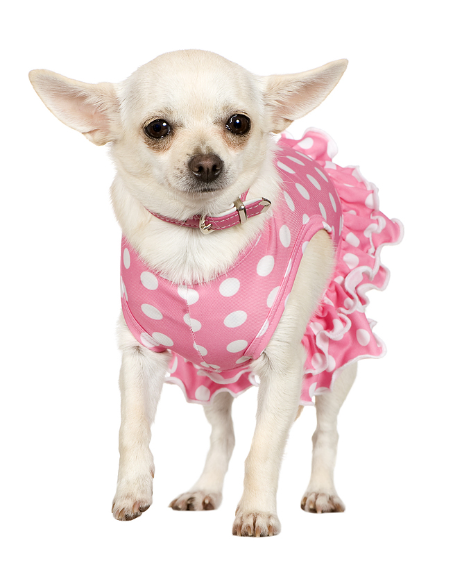 Chihuahua wearing a pink-and-white polka-dot dress
