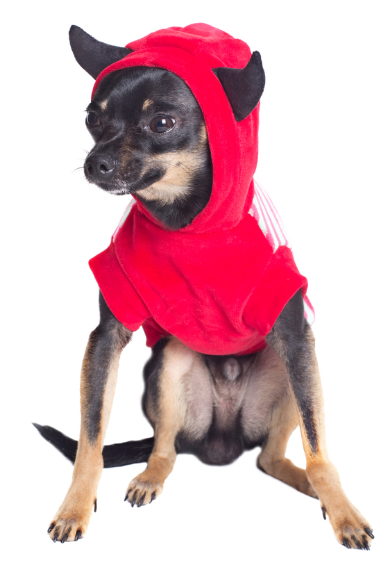 Chihuahua wearing a red Halloween devil costume