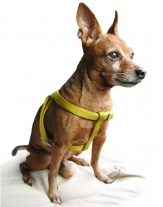Chihuahua wearing a yellow harness