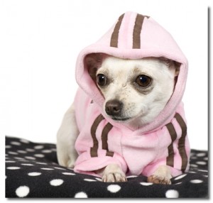 Chihuahua wearing a pink hoodie