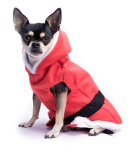 Red Chihuahua Jacket