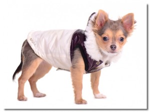 Chihuahua Jacket