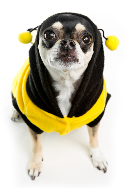 Chihuahua wearing a bumblebee costume