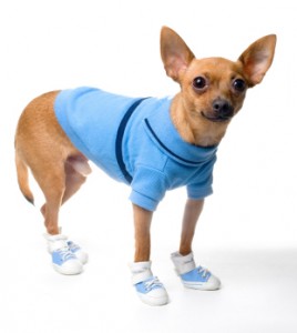 Chihuahua Paw-Wear