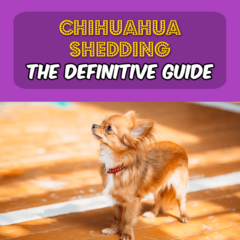 Thumbnail of Chihuahua shedding