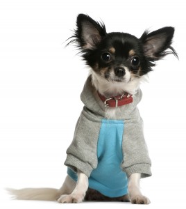 Simple Chihuahua Sweater