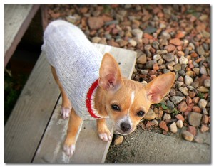 Chihuahua in Grey Sweater