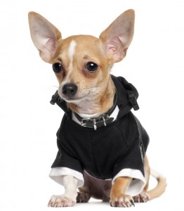 Chihuahua wearing a black hoodie