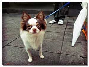 Long-Coat Chihuahua