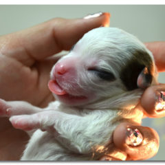 Newborn Chihuahua Puppy