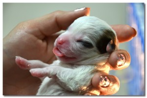 Newborn Chihuahua Puppy