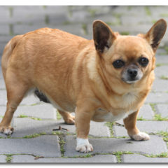 Obese Chihuahua