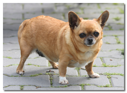 muscular chihuahua