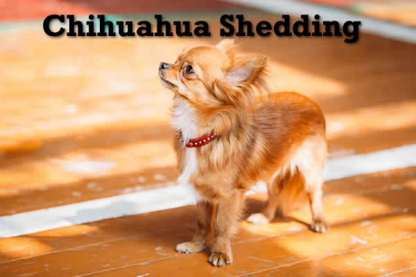 chihuahua hair brush