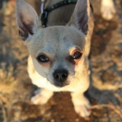 Teach Chihuahua not to bark