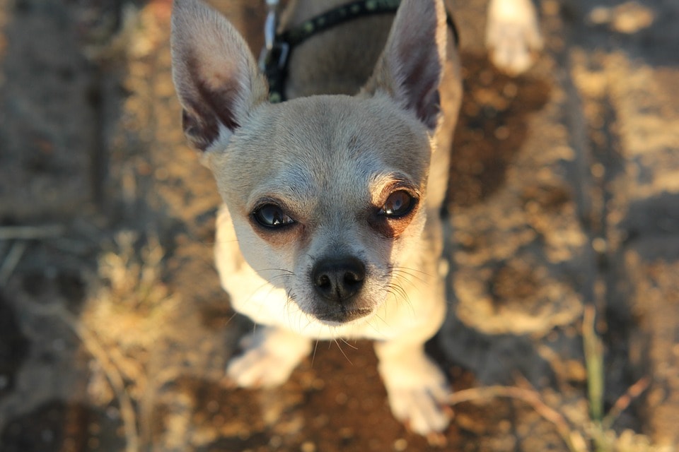 how to get chihuahua to stop barking at other dogs