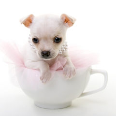 Teacup Chihuahua