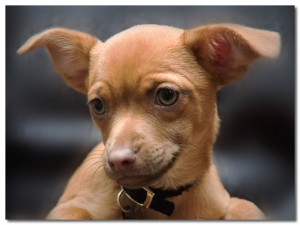 Teacup Chihuahua Puppy