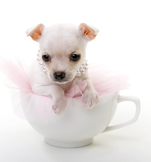 teacup deer head chihuahua