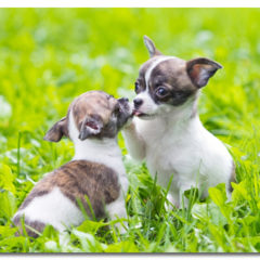 Two Chihuahua Puppies