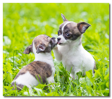 7 week chihuahua puppy