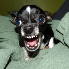 Angry Chihuahua biting
