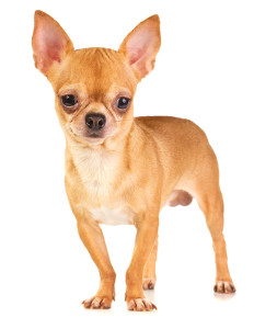 Anxious Chihuahua