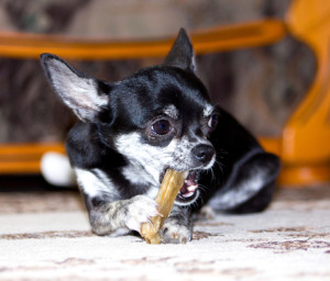Chihuahua Chewing on Treat