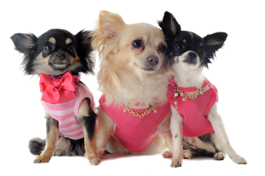 Chihuahua Clothes And Accessories At The Chihuahua Wardrobe