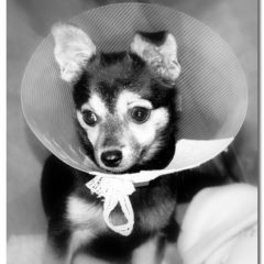 Chihuahua Pup Recovering