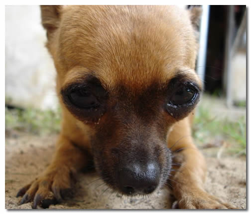 Chihuahua With SM