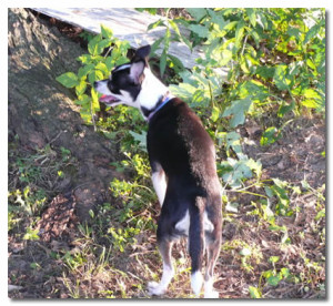 Chihuahua Walking Outside