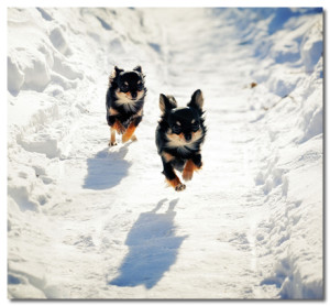 Chihuahuas In Snow