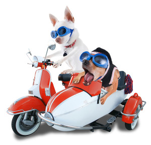Chihuahuas on a Scooter